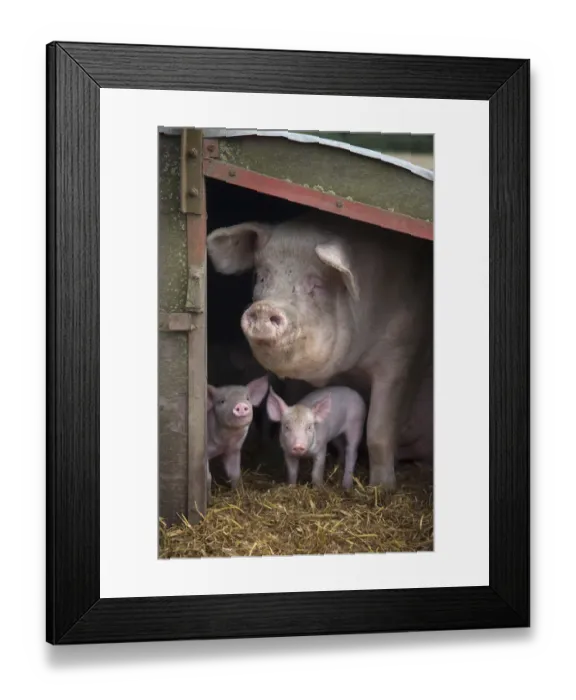 Framed Print : RF- Domestic pig, hybrid large white sow and piglets in sty, UK, September 2010 Framed Print : RF- Domestic pig, hybrid large white sow and piglets in sty, UK, September 2010