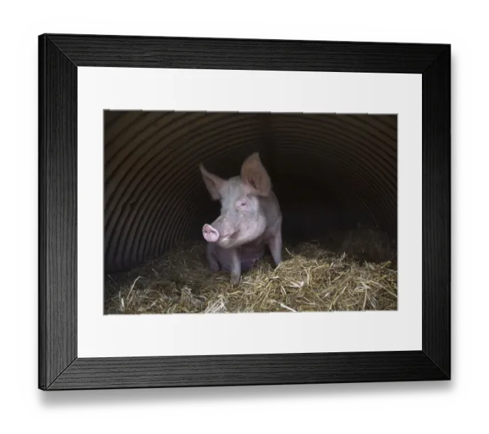 Framed Print : Domestic pig, hybrid large white sow in free-range sty, UK, August 2010 Framed Print : Domestic pig, hybrid large white sow in free-range sty, UK, August 2010
