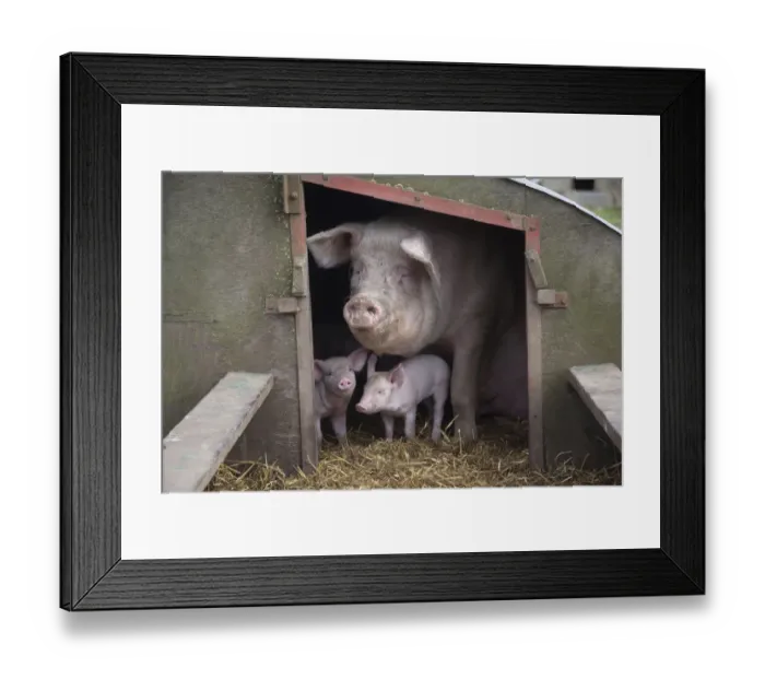 Framed Print : Domestic pig, hybrid large white sow and piglets in sty, UK, September 2010