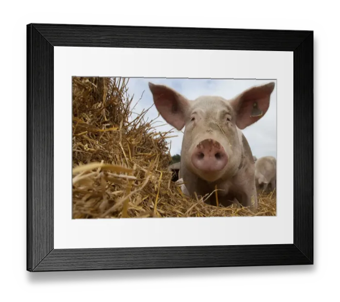 Framed Print : Domestic pig, hybrid large white sow in free-range conditions, UK, September 2010 Framed Print : Domestic pig, hybrid large white sow in free-range conditions, UK, September 2010