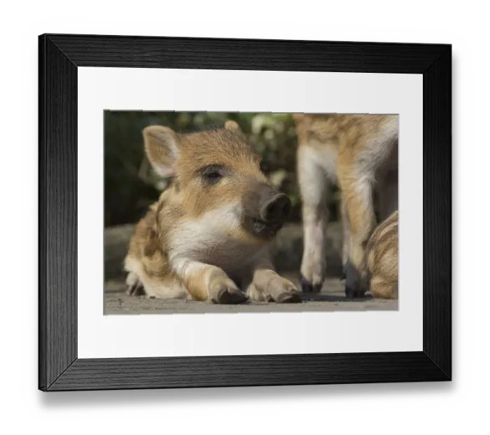 Framed Print : Wild boar (Sus scrofa) piglet resting beside road, Berlin, Germany, March 2007 Framed Print : Wild boar (Sus scrofa) piglet resting beside road, Berlin, Germany, March 2007