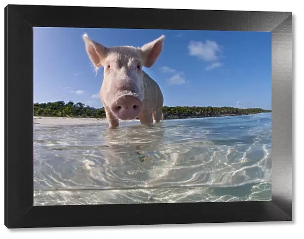 split level view of a domestic pig (Sus domestica) bathing in the sea. Exuma Cays, Bahamas