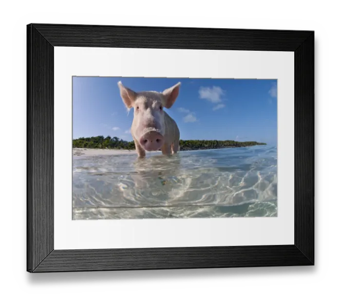 Framed Print : split level view of a domestic pig (Sus domestica) bathing in the sea. Exuma Cays, Bahamas Framed Print : split level view of a domestic pig (Sus domestica) bathing in the sea. Exuma Cays, Bahamas
