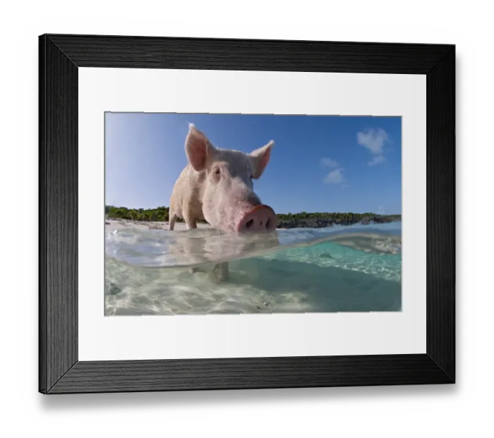 Framed Print : Split level view of a domestic pig (Sus domestica) bathing in the sea. Exuma Cays, Bahamas Framed Print : Split level view of a domestic pig (Sus domestica) bathing in the sea. Exuma Cays, Bahamas