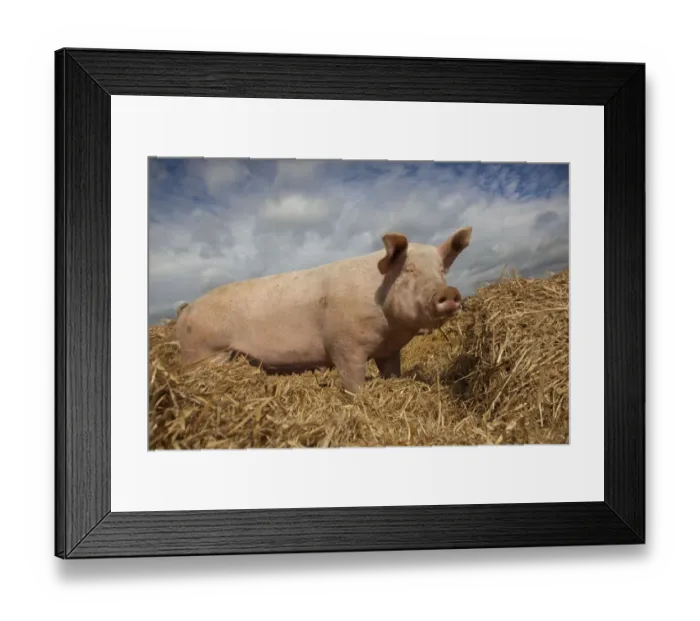 Framed Print : Domestic pig, hybrid large white sow in free-range conditions, UK, September 2010
