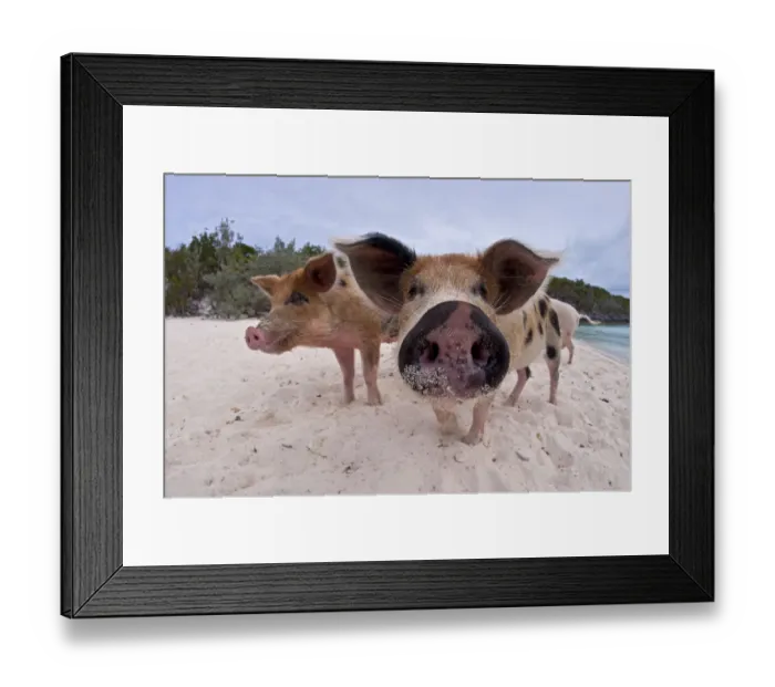 Framed Print : A group of young domestic pigs (Sus domestica) on the beach in the Bahamas. Exuma Cays, Bahamas Framed Print : A group of young domestic pigs (Sus domestica) on the beach in the Bahamas. Exuma Cays, Bahamas