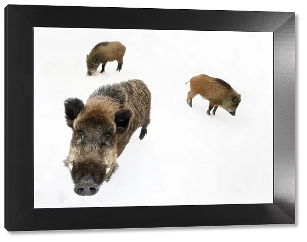 Three Wild Boar (Sus scrofa) foraging in snow. The Netherlands, January