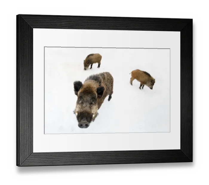 Framed Print : Three Wild Boar (Sus scrofa) foraging in snow. The Netherlands, January Framed Print : Three Wild Boar (Sus scrofa) foraging in snow. The Netherlands, January