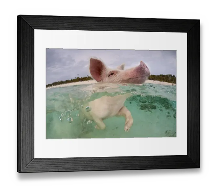 Framed Print : RF- Domestic pig (Sus domestica) swimming in sea. Exuma Cays, Bahamas. Tropical West Atlantic Ocean Framed Print : RF- Domestic pig (Sus domestica) swimming in sea. Exuma Cays, Bahamas. Tropical West Atlantic Ocean