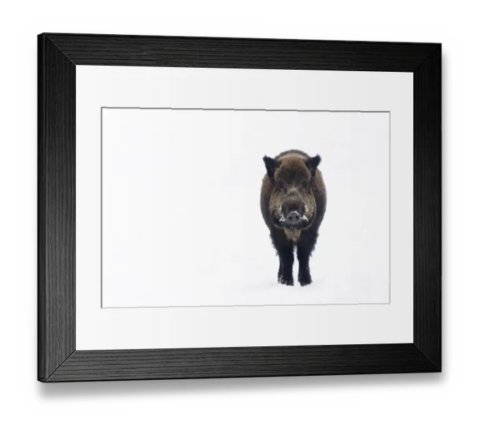 Framed Print : Portrait of Wild Boar (Sus scrofa) standing in snow. The Netherlands, January Framed Print : Portrait of Wild Boar (Sus scrofa) standing in snow. The Netherlands, January