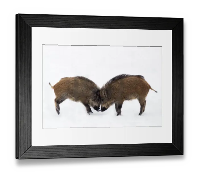 Framed Print : Two young Wild Boar (Sus scrofa) play fighting in snow. The Netherlands, January Framed Print : Two young Wild Boar (Sus scrofa) play fighting in snow. The Netherlands, January