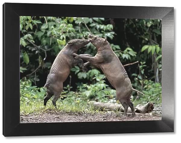 Two male Babirusa fighting (Babyrousa babyrussa) Sulawesi, Indonesia, vulnerable species