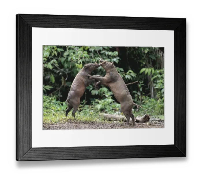 Framed Print : Two male Babirusa fighting (Babyrousa babyrussa) Sulawesi, Indonesia, vulnerable species Framed Print : Two male Babirusa fighting (Babyrousa babyrussa) Sulawesi, Indonesia, vulnerable species