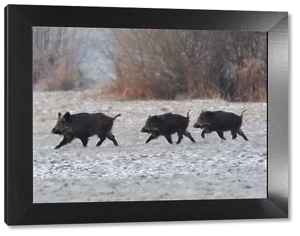 Wild Boar (Sus scrofa) family walking across frosty field. Vosges, France, January