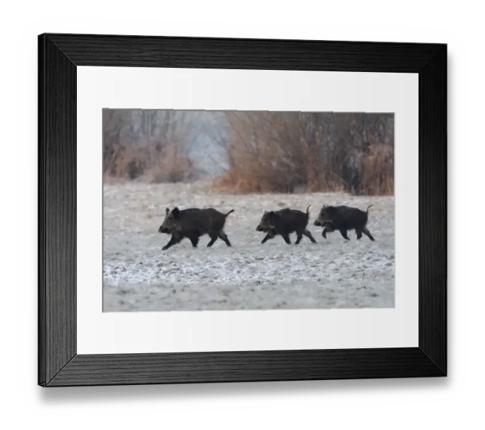 Framed Print : Wild Boar (Sus scrofa) family walking across frosty field. Vosges, France, January Framed Print : Wild Boar (Sus scrofa) family walking across frosty field. Vosges, France, January