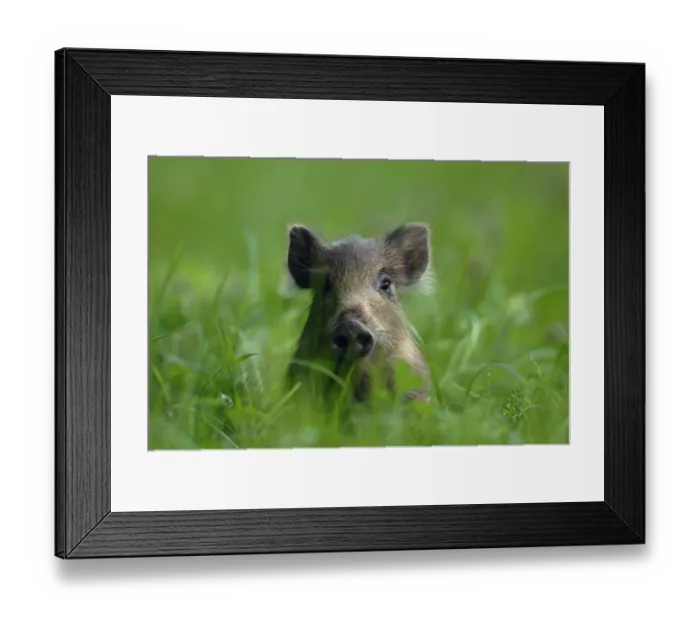 Framed Print : Young Wild Boar (Sus scrofa) sitting in grass. Vosges, France, July