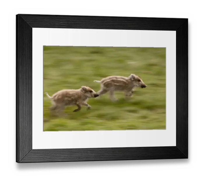 Framed Print : Wild Boar (Sus scrofa) piglets running. Black Forest, Germany, April Framed Print : Wild Boar (Sus scrofa) piglets running. Black Forest, Germany, April