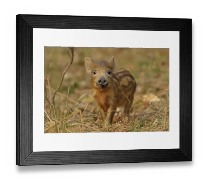 Framed Print : Wild boar (Sus scrofa) inquisitive piglet, Forest of Dean, Gloucestershire, UK, March