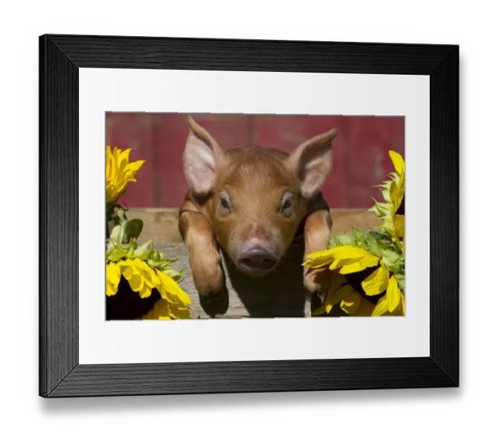 Framed Print : Mixed-breed piglet in wooden box with sunflowers, Maple Park, Illinois, USA Framed Print : Mixed-breed piglet in wooden box with sunflowers, Maple Park, Illinois, USA