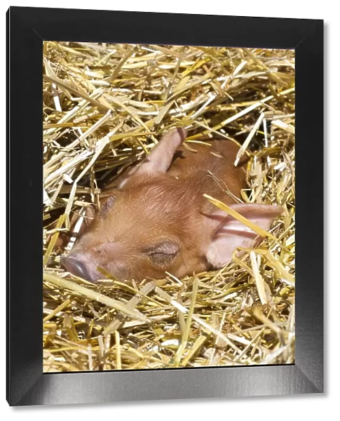 Sleeping mixed-breed piglet in straw, Maple Park, Illinois, USA