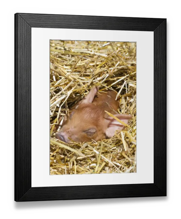 Framed Print : Sleeping mixed-breed piglet in straw, Maple Park, Illinois, USA Framed Print : Sleeping mixed-breed piglet in straw, Maple Park, Illinois, USA