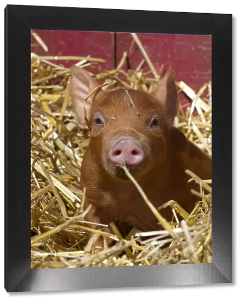 Mixed-breed piglet in straw, Maple Park, Illinois, USA