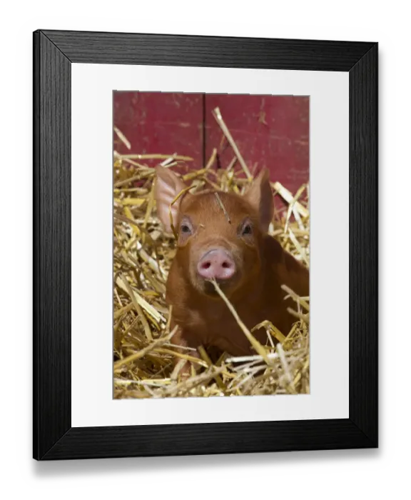 Framed Print : Mixed-breed piglet in straw, Maple Park, Illinois, USA Framed Print : Mixed-breed piglet in straw, Maple Park, Illinois, USA