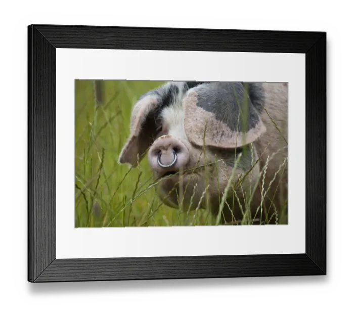 Framed Print : Gloucester old spot domestic pig (Sus scrofa domestica) head portrait with ring through snout Framed Print : Gloucester old spot domestic pig (Sus scrofa domestica) head portrait with ring through snout