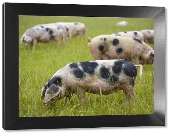 Gloucester old spot domestic pigs (Sus scrofa domestica) ears covering eyes, freerange in field, UK