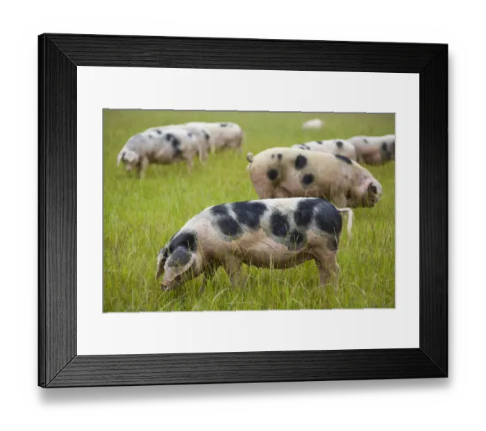 Framed Print : Gloucester old spot domestic pigs (Sus scrofa domestica) ears covering eyes, freerange in field, UK Framed Print : Gloucester old spot domestic pigs (Sus scrofa domestica) ears covering eyes, freerange in field, UK