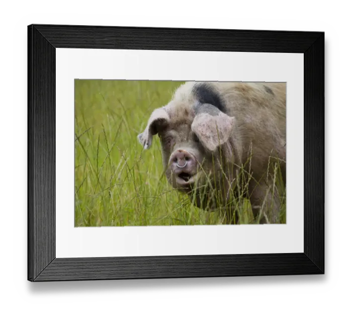 Framed Print : Gloucester old spot domestic pig (Sus scrofa domestica) portrait with mouth open and ring in nose Framed Print : Gloucester old spot domestic pig (Sus scrofa domestica) portrait with mouth open and ring in nose