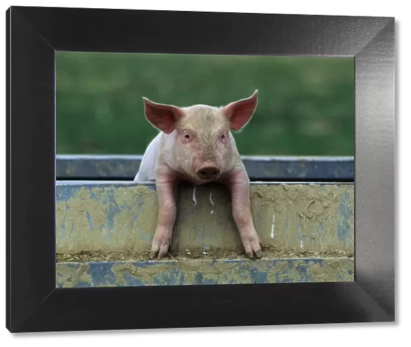 Domestic pig (Sus scrofa domestica) crossbreed piglet portrait, France