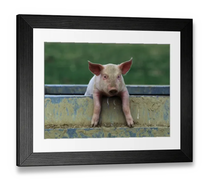 Framed Print : Domestic pig (Sus scrofa domestica) crossbreed piglet portrait, France Framed Print : Domestic pig (Sus scrofa domestica) crossbreed piglet portrait, France