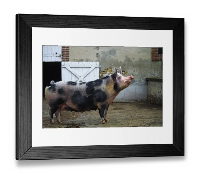 Framed Print : Domestic pig (Sus scrofa domestica) Pietrain pig, standing in farmyard, France Framed Print : Domestic pig (Sus scrofa domestica) Pietrain pig, standing in farmyard, France