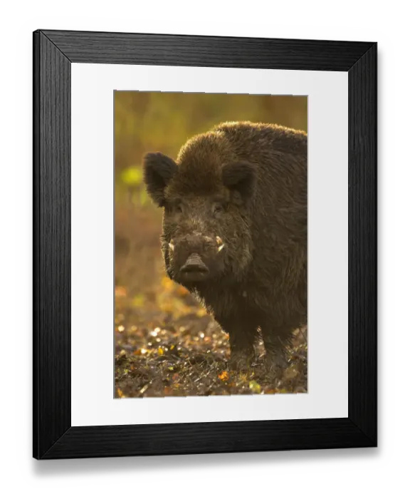 Framed Print : Wild Boar (Sus scrofa) portrait in afternoon light. Holland, Europe, November Framed Print : Wild Boar (Sus scrofa) portrait in afternoon light. Holland, Europe, November