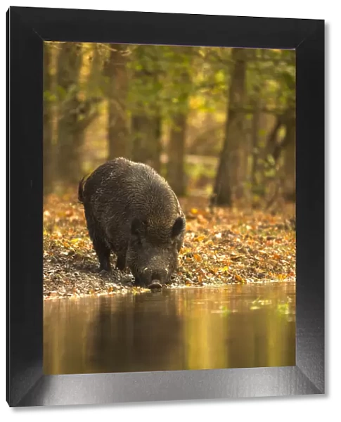 Wild Boar (Sus scrofa) drinking from woodland pool. Holland, Europe, November