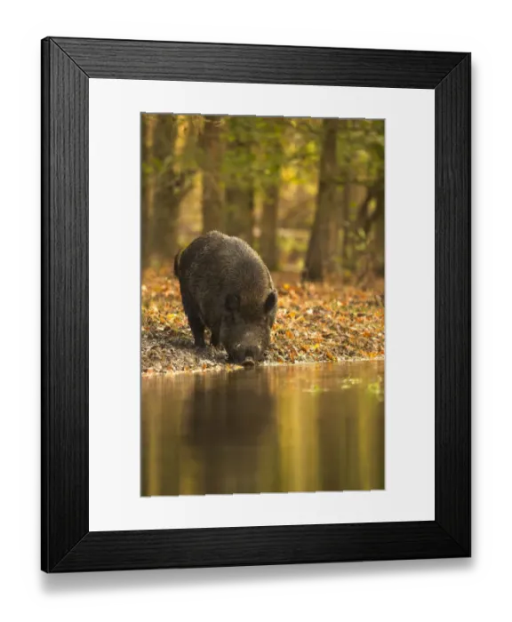 Framed Print : Wild Boar (Sus scrofa) drinking from woodland pool. Holland, Europe, November Framed Print : Wild Boar (Sus scrofa) drinking from woodland pool. Holland, Europe, November