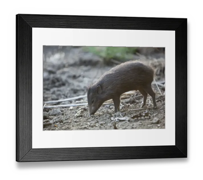 Framed Print : Pygmy Hog (Porcula salvania) foraging. Captive, member of a reintroduction project Framed Print : Pygmy Hog (Porcula salvania) foraging. Captive, member of a reintroduction project