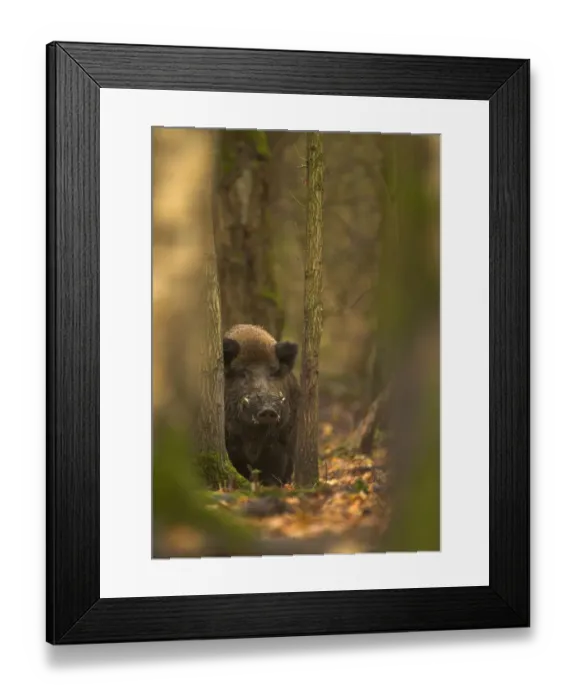 Framed Print : Wild Boar (Sus scrofa) in woodlands. Holland, Europe, November Framed Print : Wild Boar (Sus scrofa) in woodlands. Holland, Europe, November