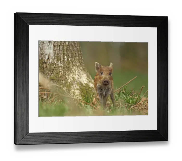 Framed Print : Wild boar piglet (Sus scrofa), Forest of Dean, Gloucestershire, England, UK, April Framed Print : Wild boar piglet (Sus scrofa), Forest of Dean, Gloucestershire, England, UK, April