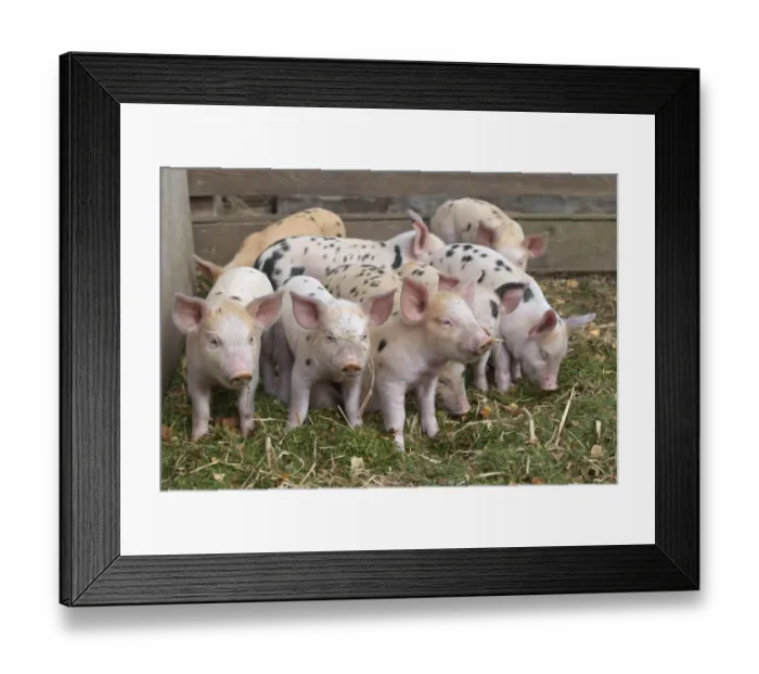 Framed Print : Gloucester Oldspot Piglets (Sus scrofa domestica) in sty. UK Framed Print : Gloucester Oldspot Piglets (Sus scrofa domestica) in sty. UK