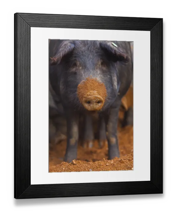 Framed Print : Iberian pig with mud covered snout, Sierra de Aracena Natural Park, Huelva, Andalucia Framed Print : Iberian pig with mud covered snout, Sierra de Aracena Natural Park, Huelva, Andalucia