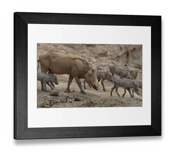 Framed Print : Warthog (Phacochoerus aethiopicus) with young, Samburu Game Reserve, Kenya Framed Print : Warthog (Phacochoerus aethiopicus) with young, Samburu Game Reserve, Kenya