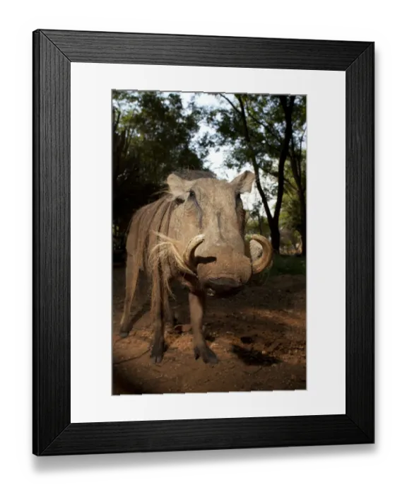 Framed Print : Common warthog (Phacochoerus africanus) portrait, Chipangali Wildlife Orphange, Zimbabwe, November Framed Print : Common warthog (Phacochoerus africanus) portrait, Chipangali Wildlife Orphange, Zimbabwe, November