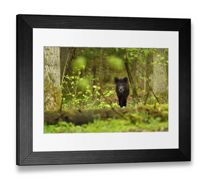 Framed Print : Wild boar (Sus scrofa) in old mixed conifer and broadleaf forest, Punia Forest Reserve Framed Print : Wild boar (Sus scrofa) in old mixed conifer and broadleaf forest, Punia Forest Reserve