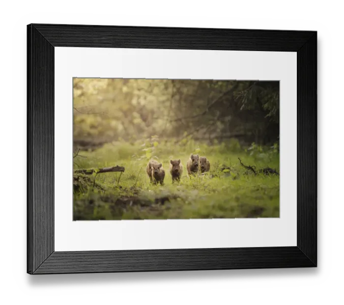 Framed Print : Wild boar (Sus scrofa) piglets (known as humbugs ) in woodland clearing Framed Print : Wild boar (Sus scrofa) piglets (known as humbugs ) in woodland clearing