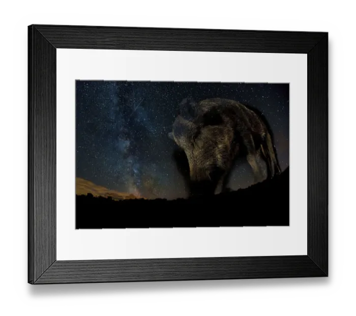 Framed Print : Wild boar (Sus scrofa) at night with the milky way in the background, Gyulaj, Tolna, Hungary Framed Print : Wild boar (Sus scrofa) at night with the milky way in the background, Gyulaj, Tolna, Hungary