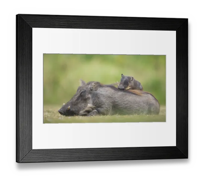 Framed Print : Warthog (Phacochoerus africanus) mother with baby on back sleeping, Masai Mara, Kenya Framed Print : Warthog (Phacochoerus africanus) mother with baby on back sleeping, Masai Mara, Kenya