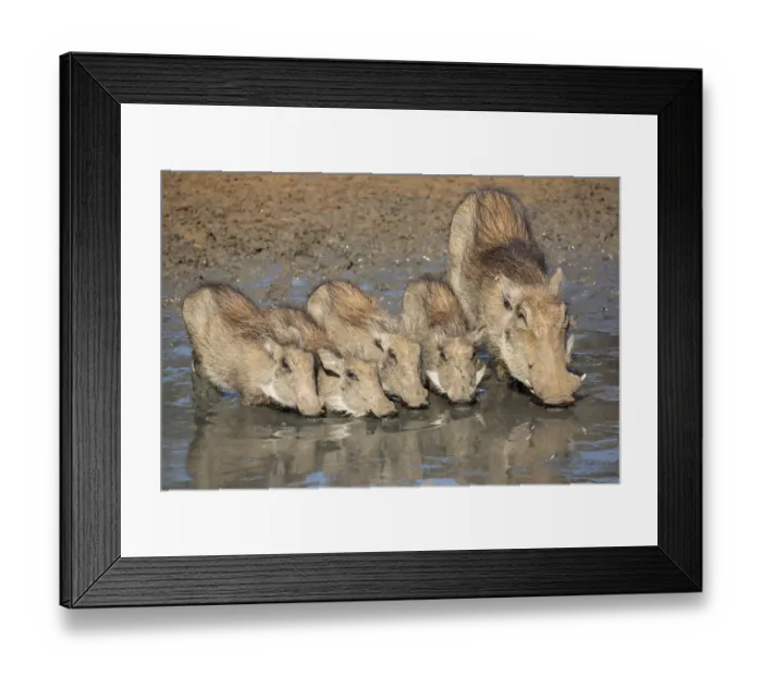 Framed Print : Warthogs (Phacochoerus aethiopicus) mother with babies drinking, Mkhuze game reserve Framed Print : Warthogs (Phacochoerus aethiopicus) mother with babies drinking, Mkhuze game reserve