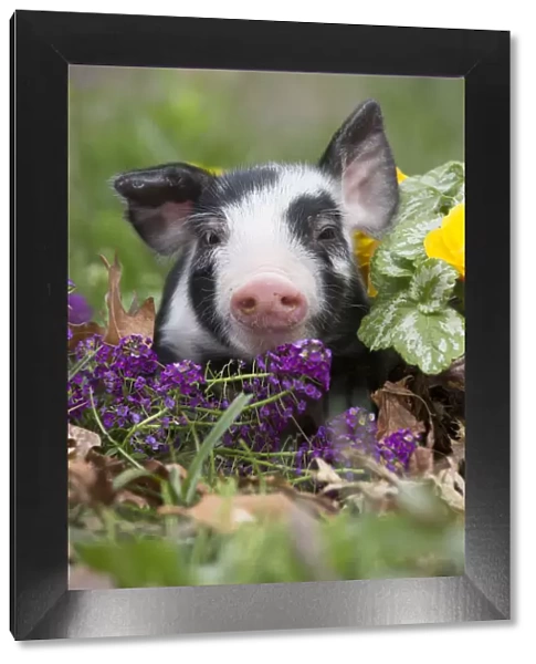 Purebred Berkshire piglet in spring grass, dandelions and garden flowers, Smithfield